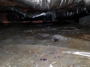 dirty crawlspace with mold growing